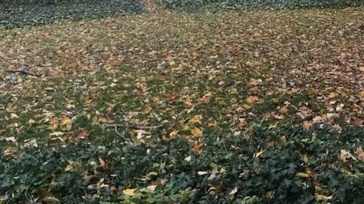 Proud homeowner shares inspiring before-and-after photos of daunting landscaping project: ‘That’s seriously impressive’ Invasive plants can cause a lot of damage very quickly, so they should be swiftly removed once spotted.