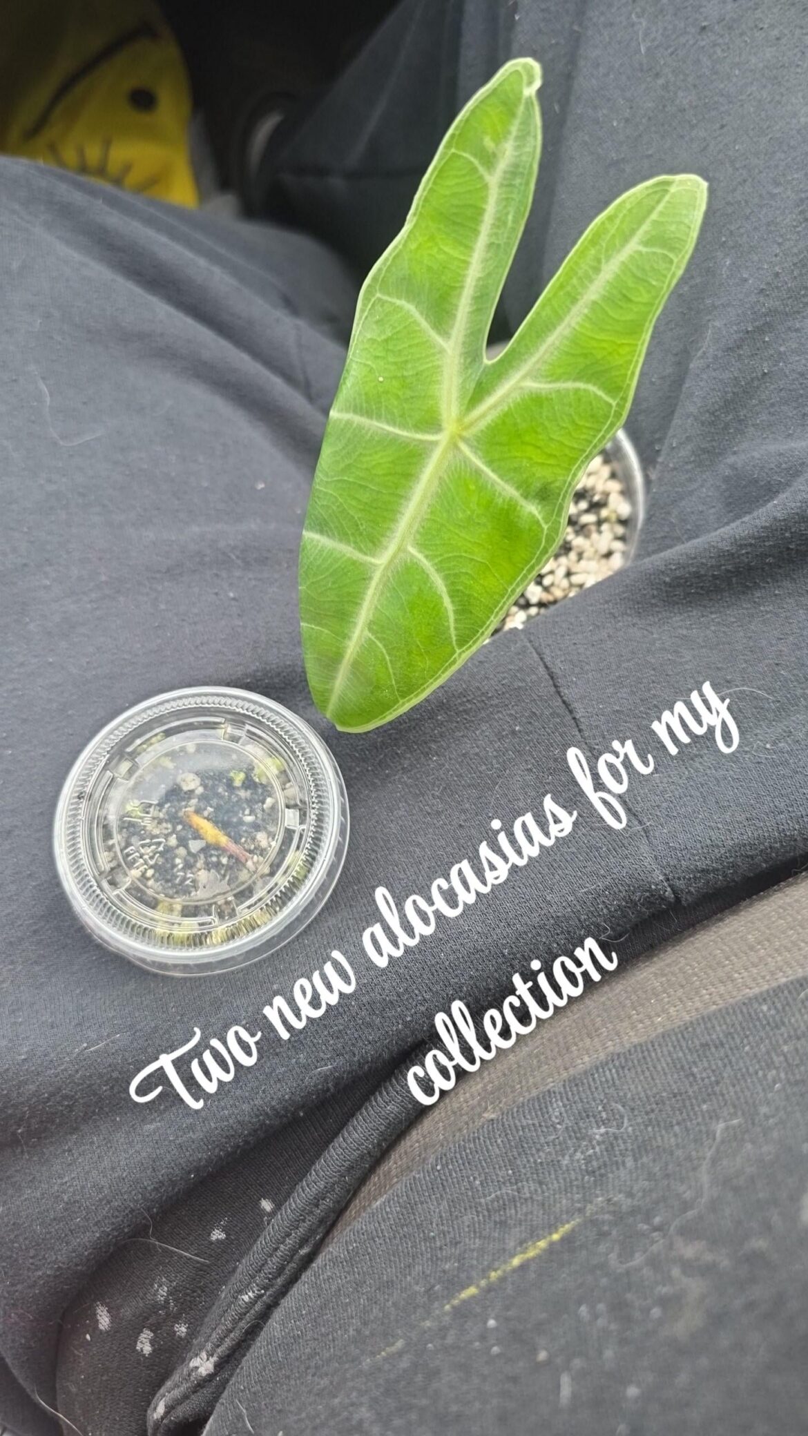 My collection is growing quickly