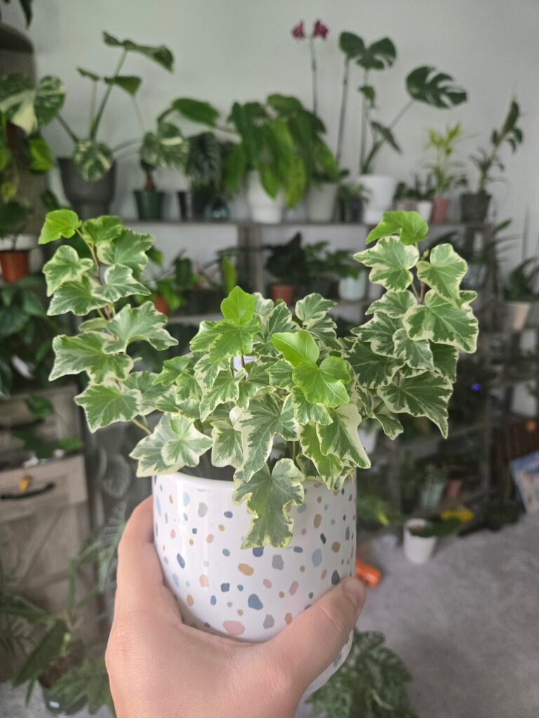 I like to pretend my wonderful ivy is cheering me on 😂