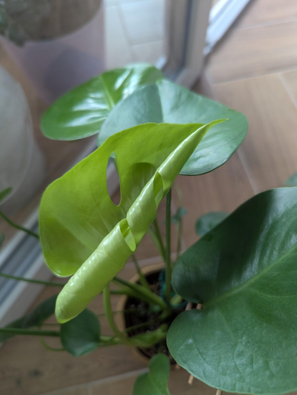 First fenestration on monsters deliciosa