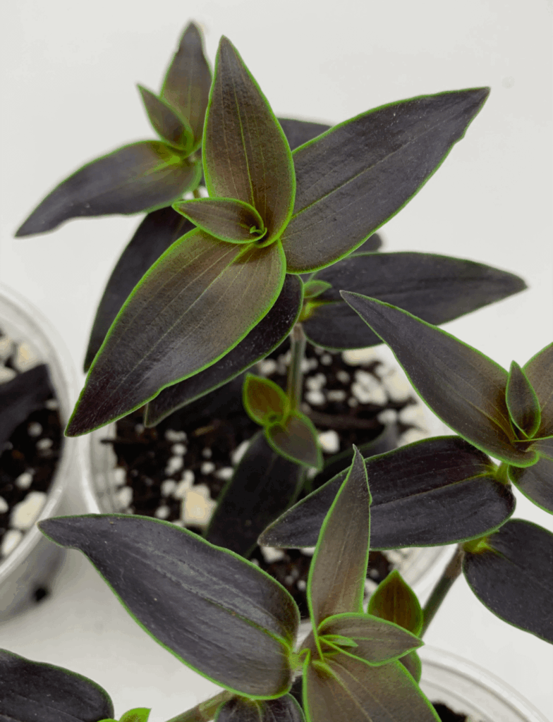 Halloween houseplants