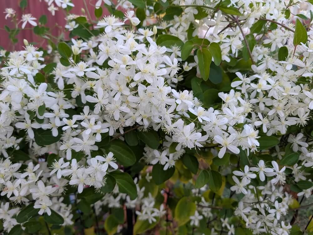 One Redditor sought advice on whether they should replant autumn clematis once they move into their new home.