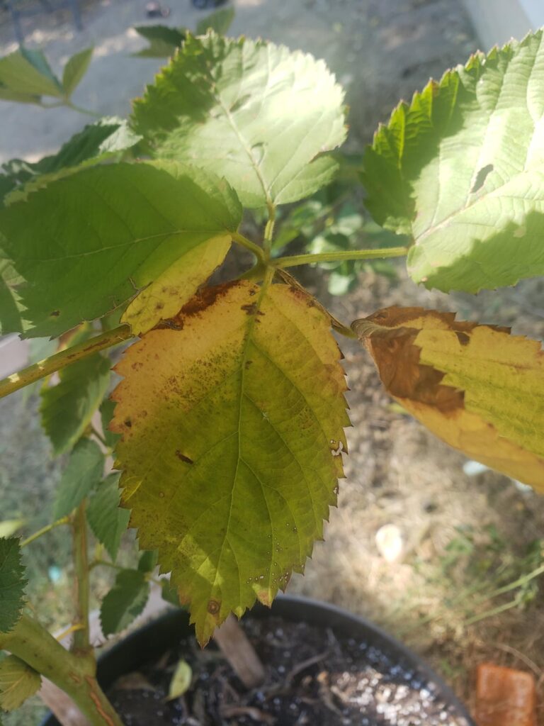 Whats going on with my blackberry?