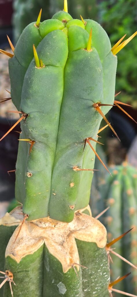 Sloppy but successful Sloppy but successful