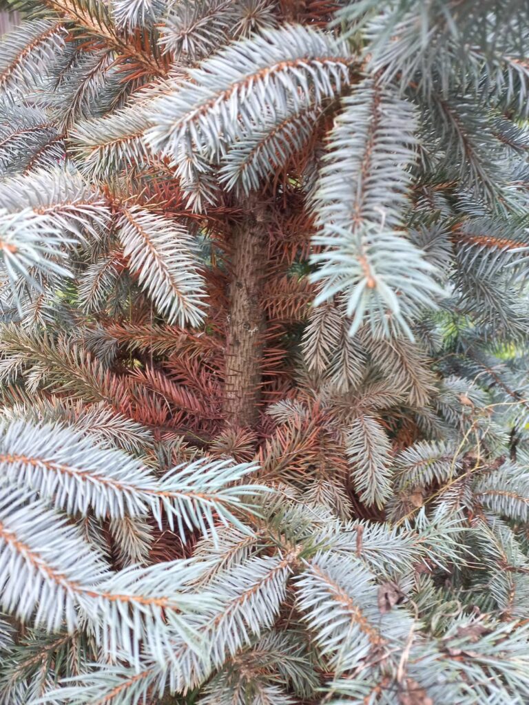 Picea pungens rust ?