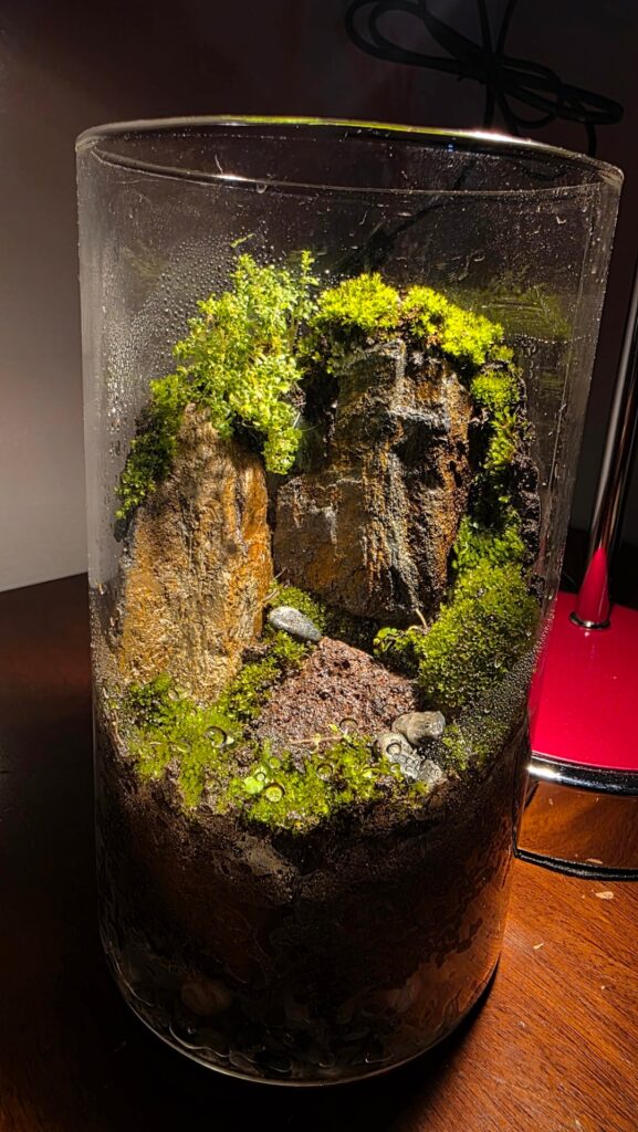 Quick mossarium build tonight