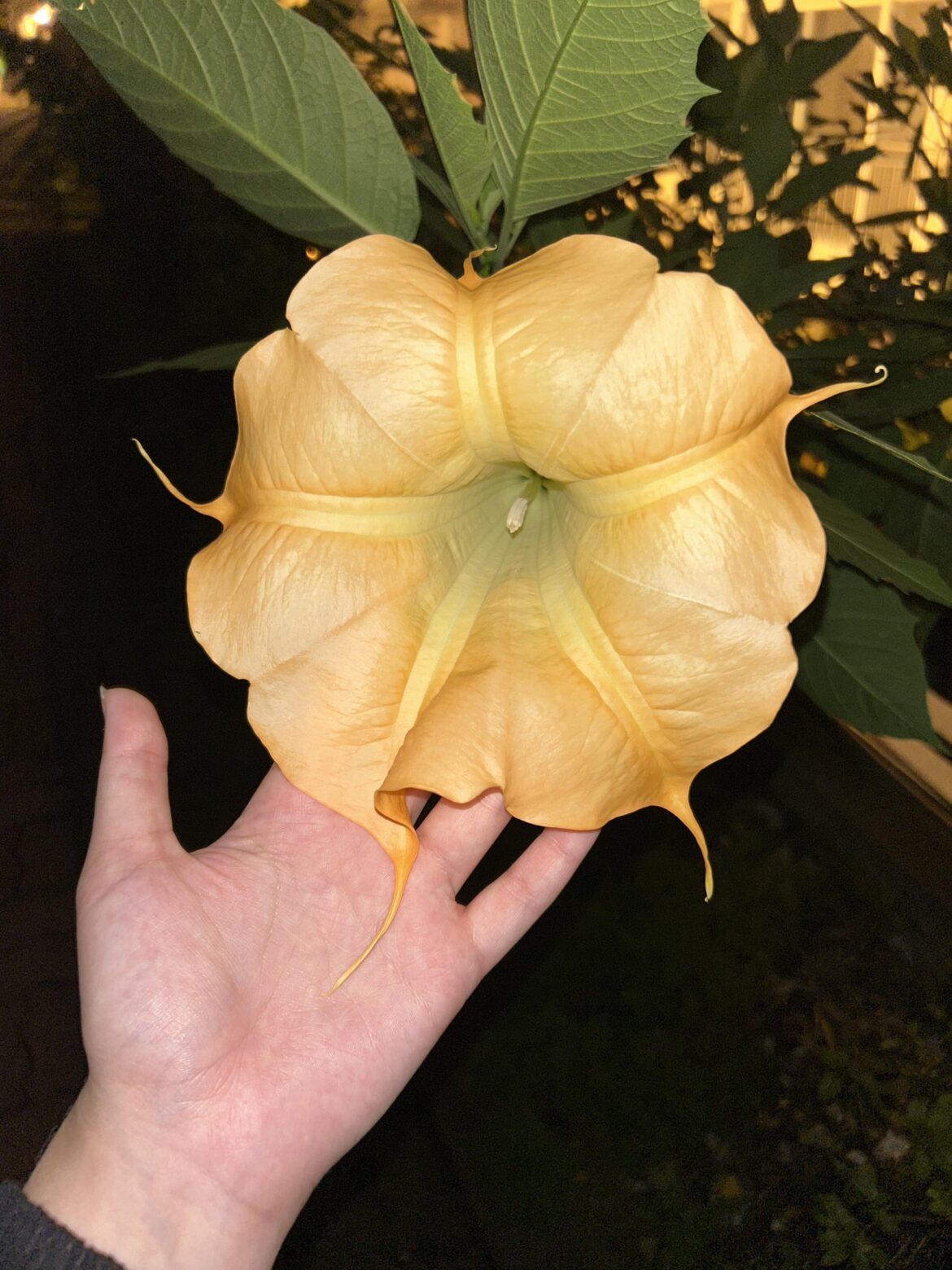 This huge flower I found in Korea