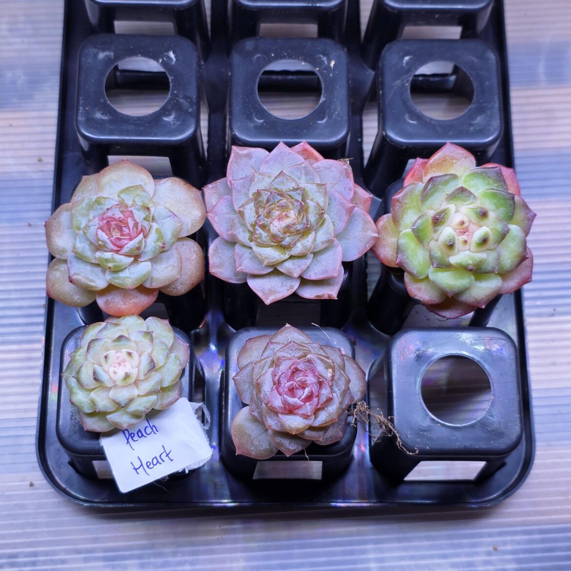 Hi, can anyone help me ID these guys? The seller sold them as "Sugar series" but i'm not sure since this is my first ever echeveria. Only one of them got a label Peach Heart.