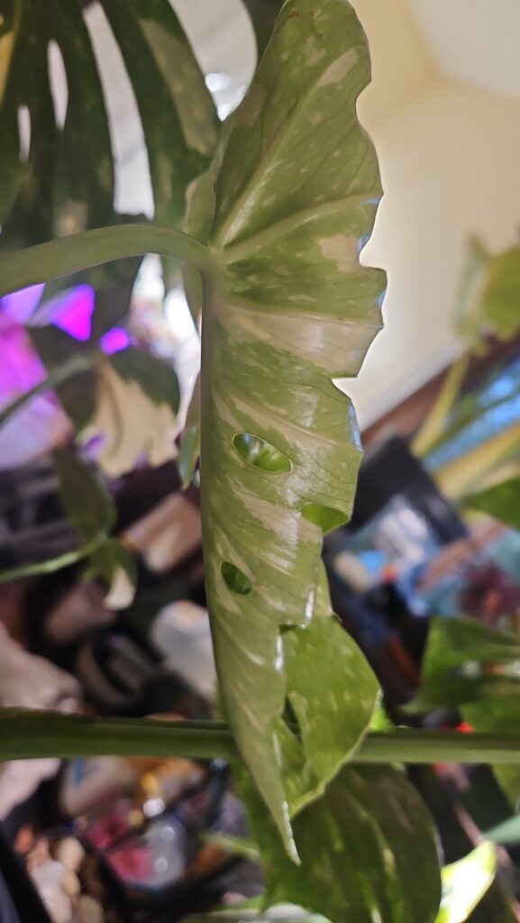 My Thai Con.'s Getting Penetrations!