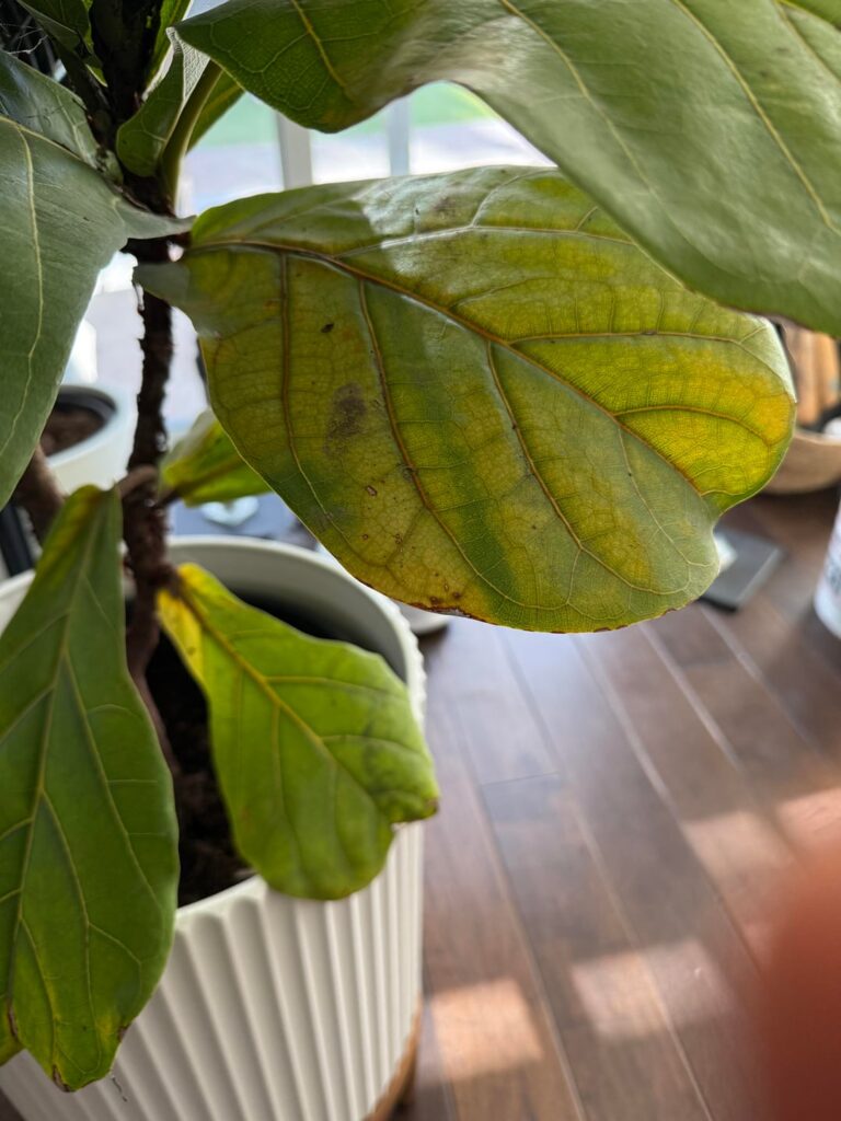 Should I cut off the yellowing leaves? Should I cut off the yellowing leaves?