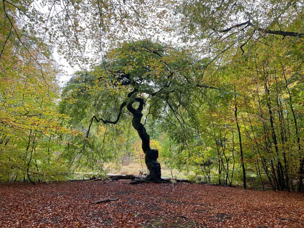 What is happening with this tree?