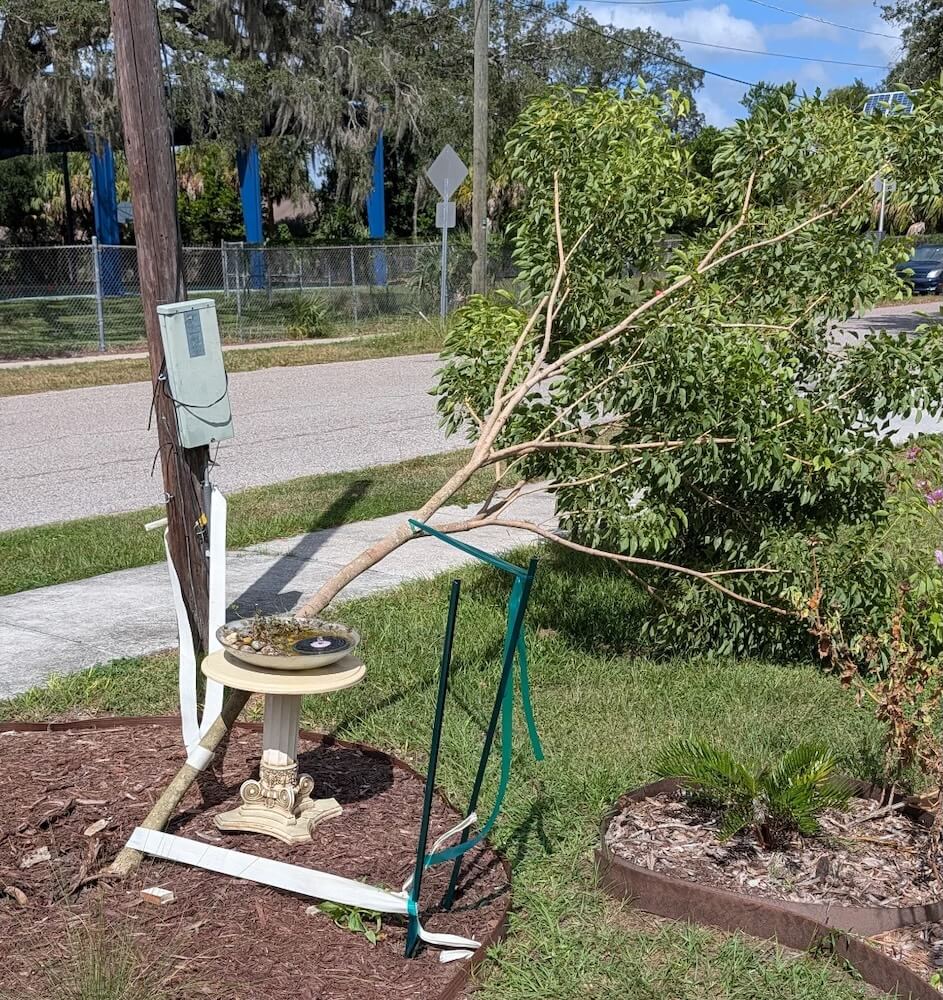 One Reddit user discovered that their tree was plagued by girdling roots and turned to the r/arborists community for help.