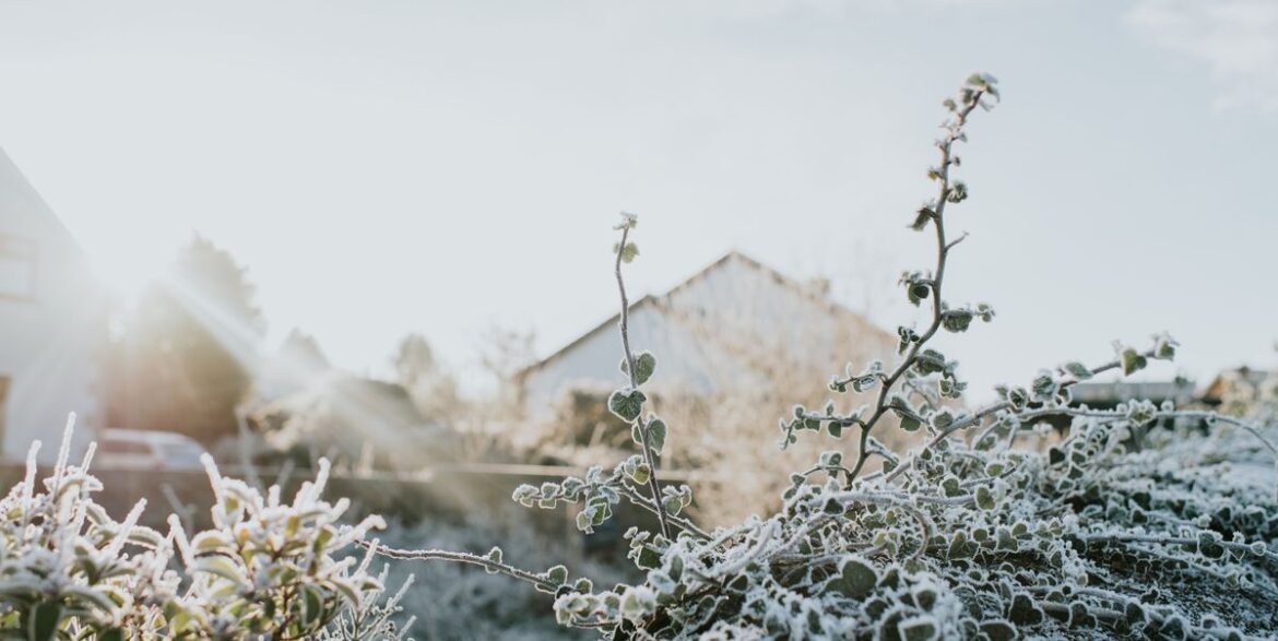 The 10 Top Plant Blankets to Protect Them from Frosts and Freezes The 10 Top Plant Blankets to Protect Them from Frosts and Freezes