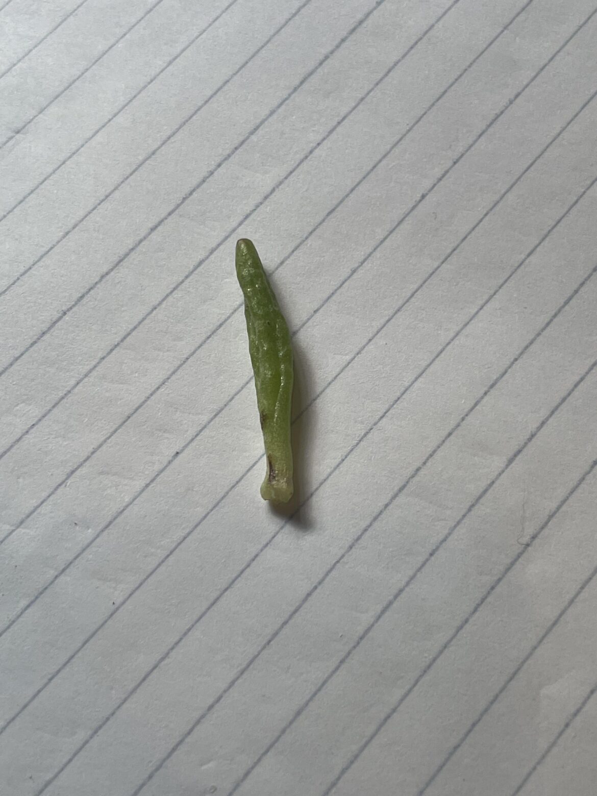 This leave fell of my crassula ovata gollum, can I propagate?