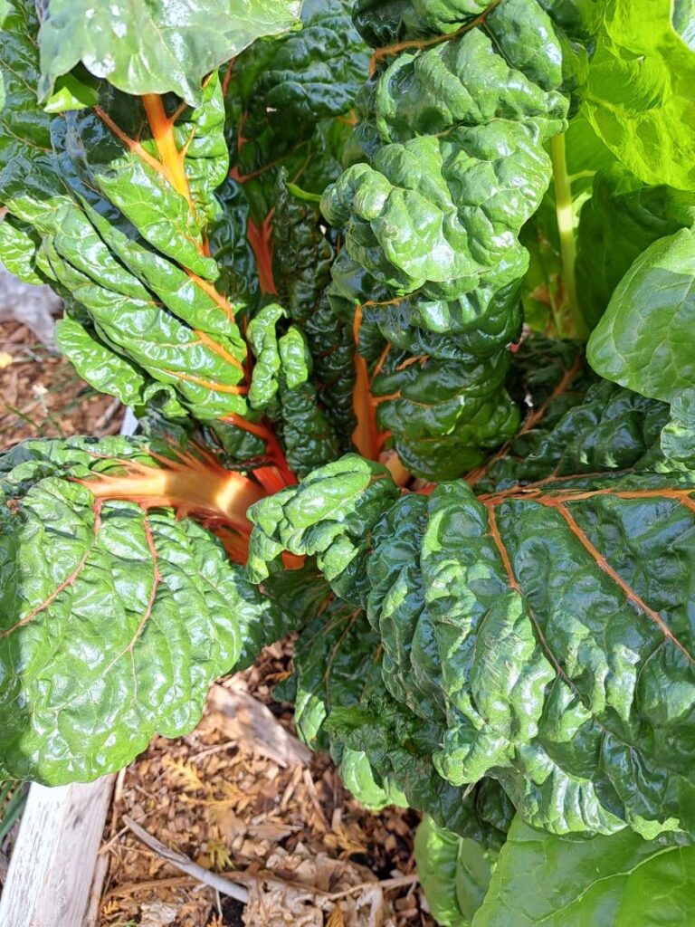 My mom wants to know what this leafy plant is
