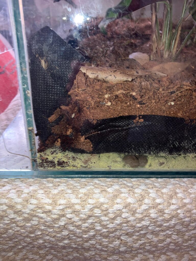 Weird mold in my terrarium