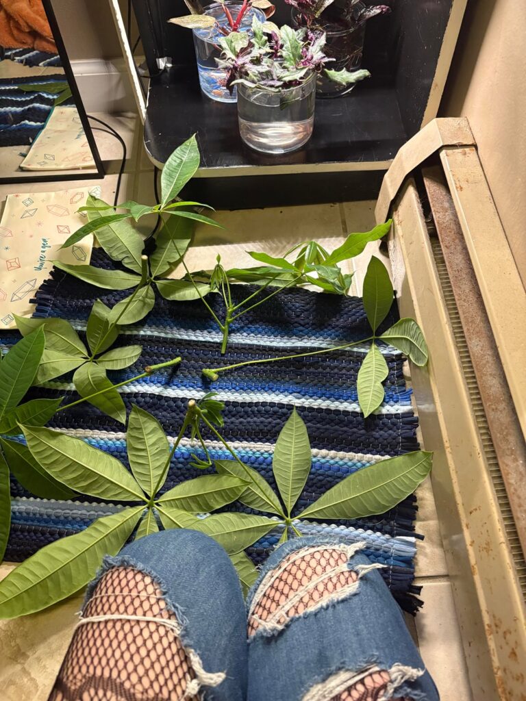 Money Tree help please :) Money Tree help please :)