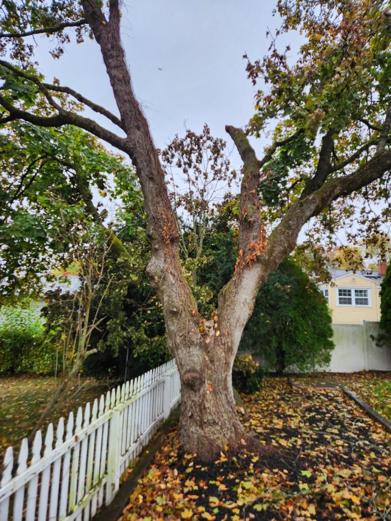 Large limb fell, arborist recommending I remove the tree Large limb fell, arborist recommending I remove the tree