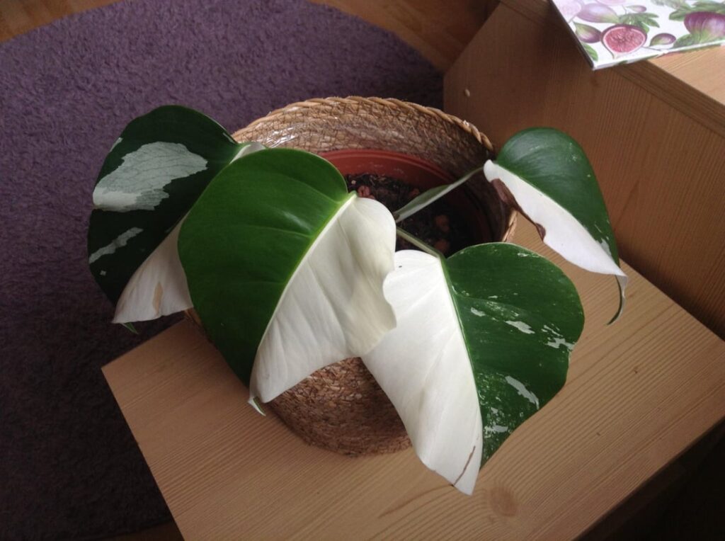 Got new plants today! I'm so happy :D