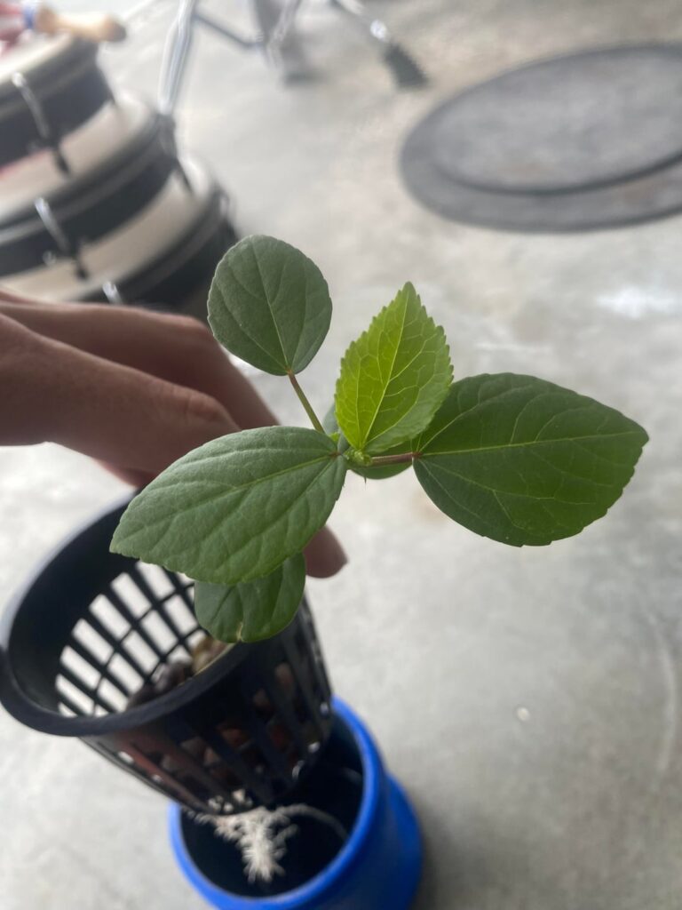 Growing hibiscus 🌺