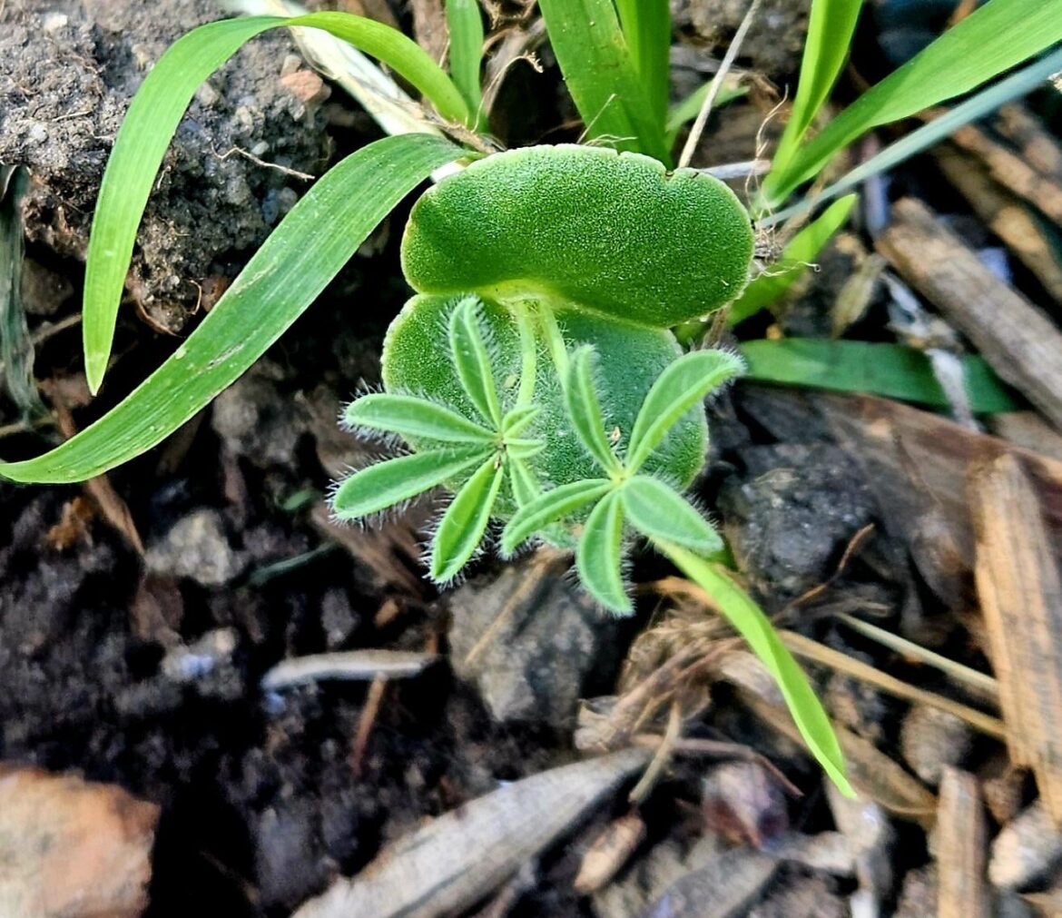 Breaking news!! I think I have my first lupine sprout!