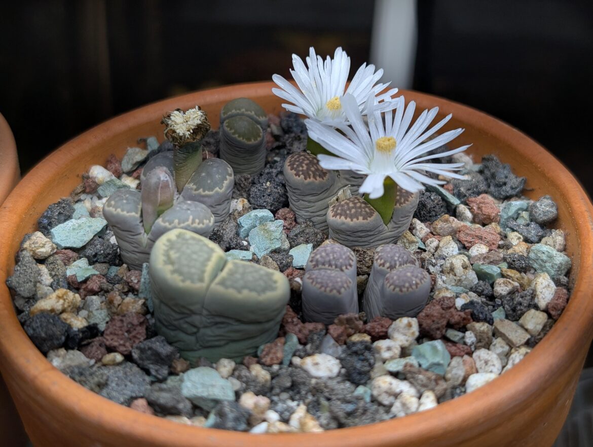 They're all flowering now!
