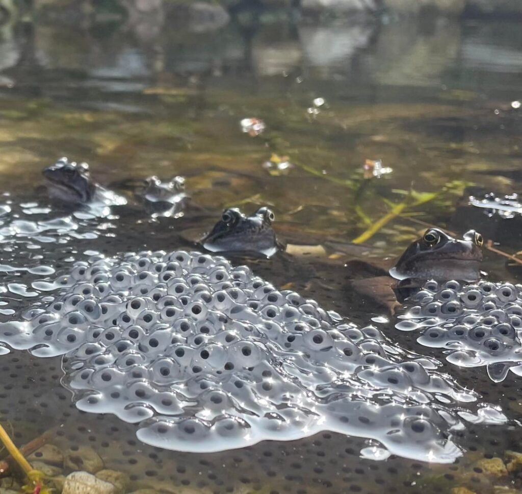 Loved my first year of native gardening 😇