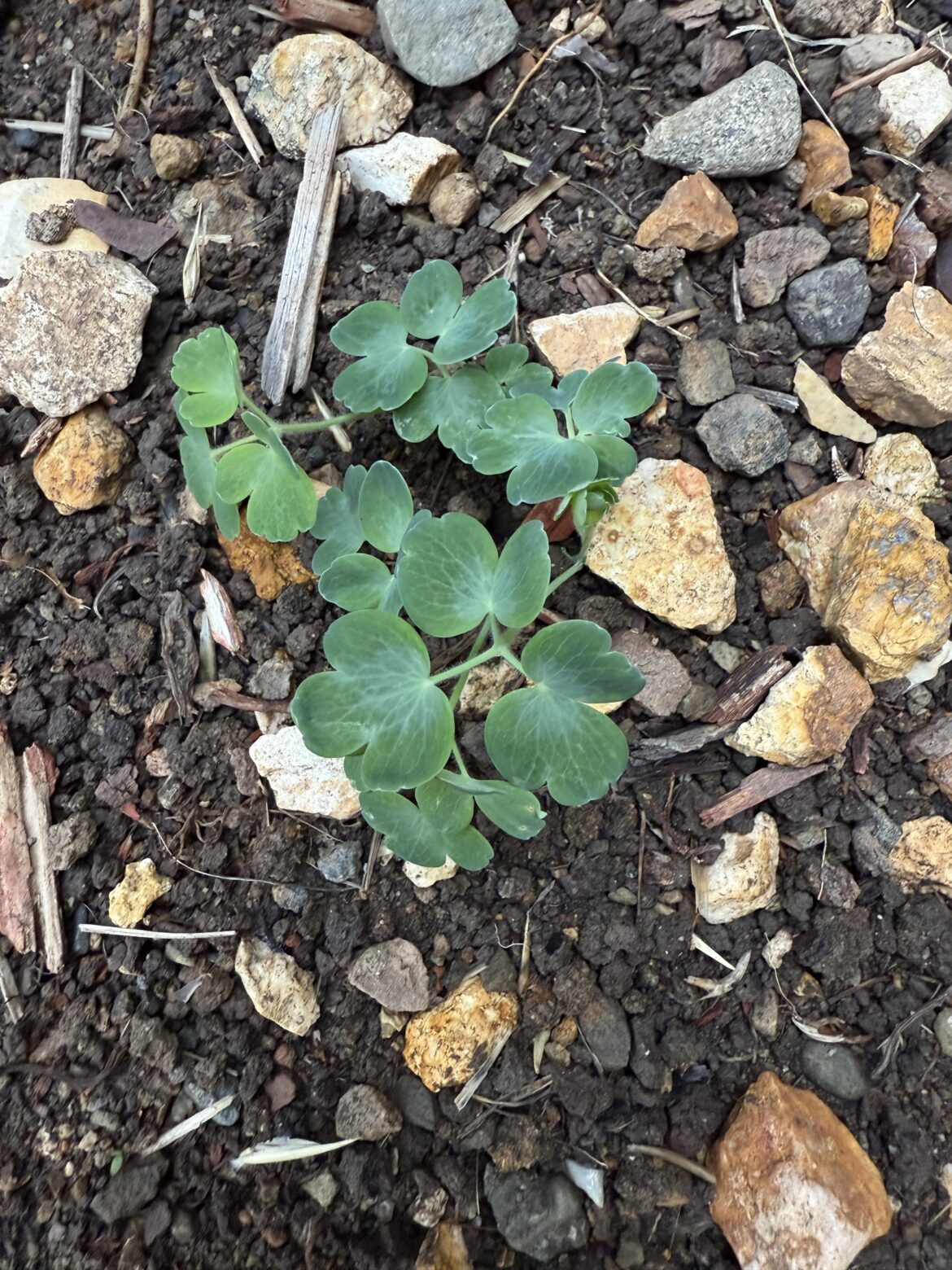 Lens says it’s Columbine, but I don’t think so?
