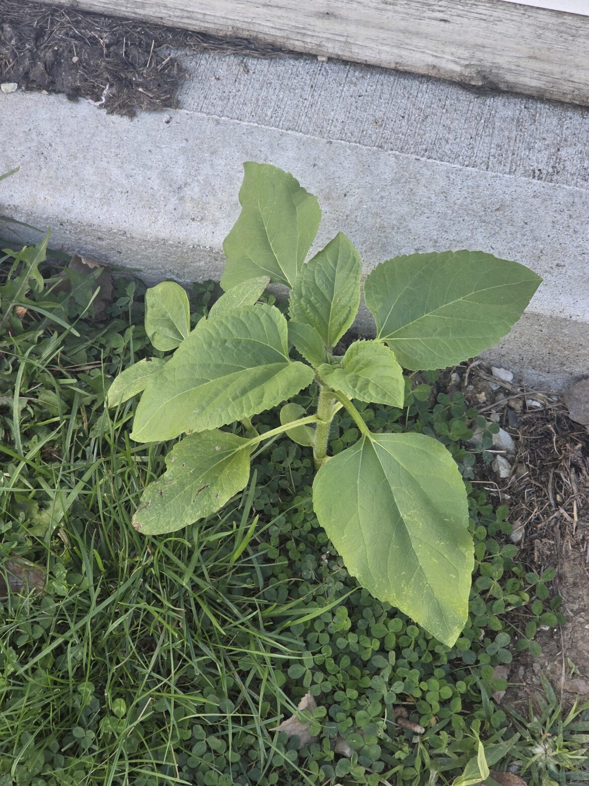 My closest friend, who loved sunflowers, passed away 2 weeks ago. This popped up around the same time. Is it what I think it is?