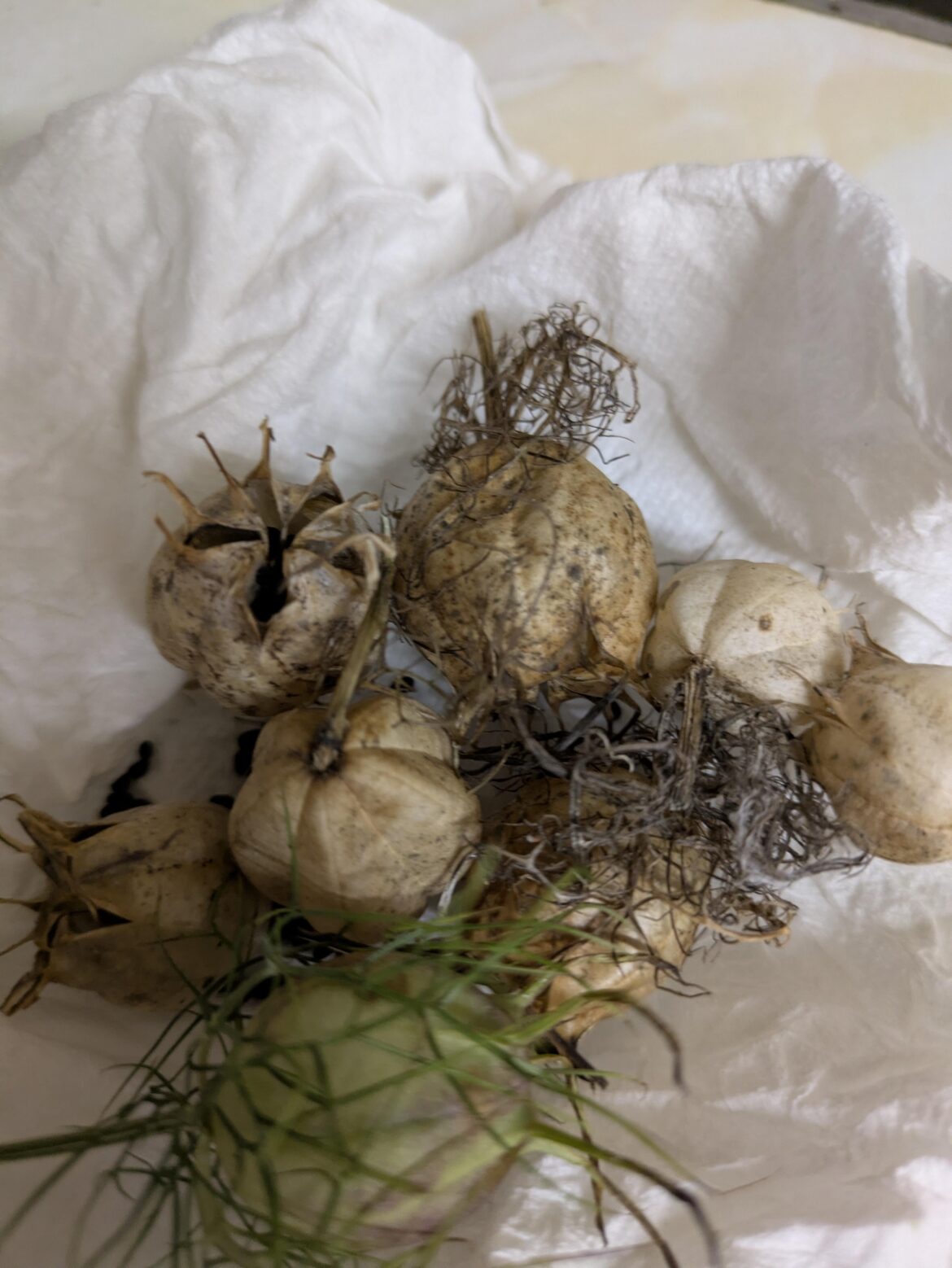 Incidental seed saving – love-in-a-mist Incidental seed saving - love-in-a-mist