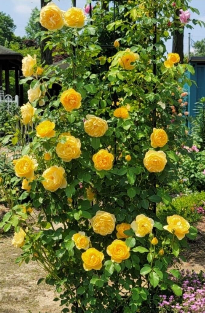 The yellow roses are so pretty