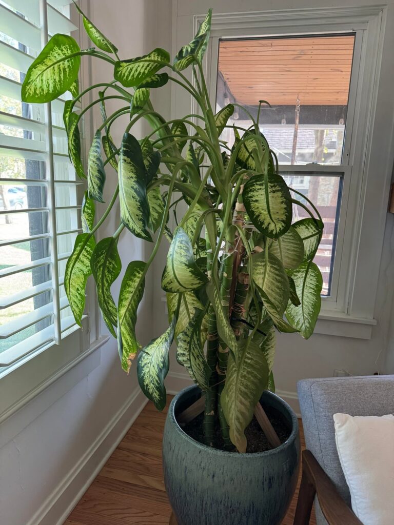 Help! My Dumb cane is withering away! Help! My Dumb cane is withering away!