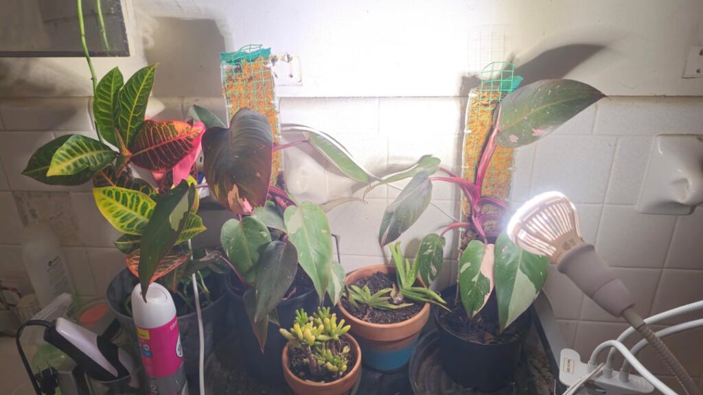 Brought my babies inside for the season