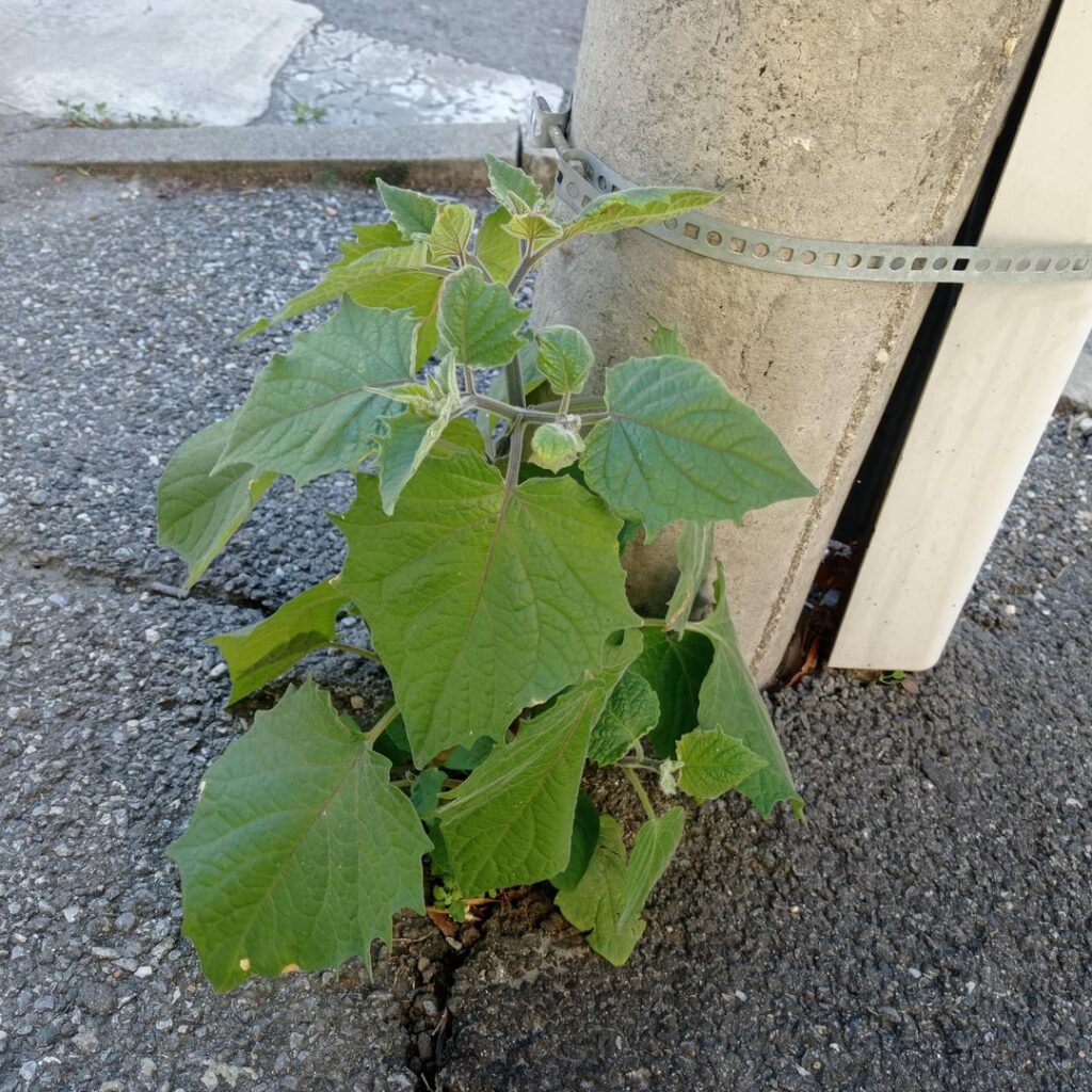 What's this? Found in Sibiu, Romania