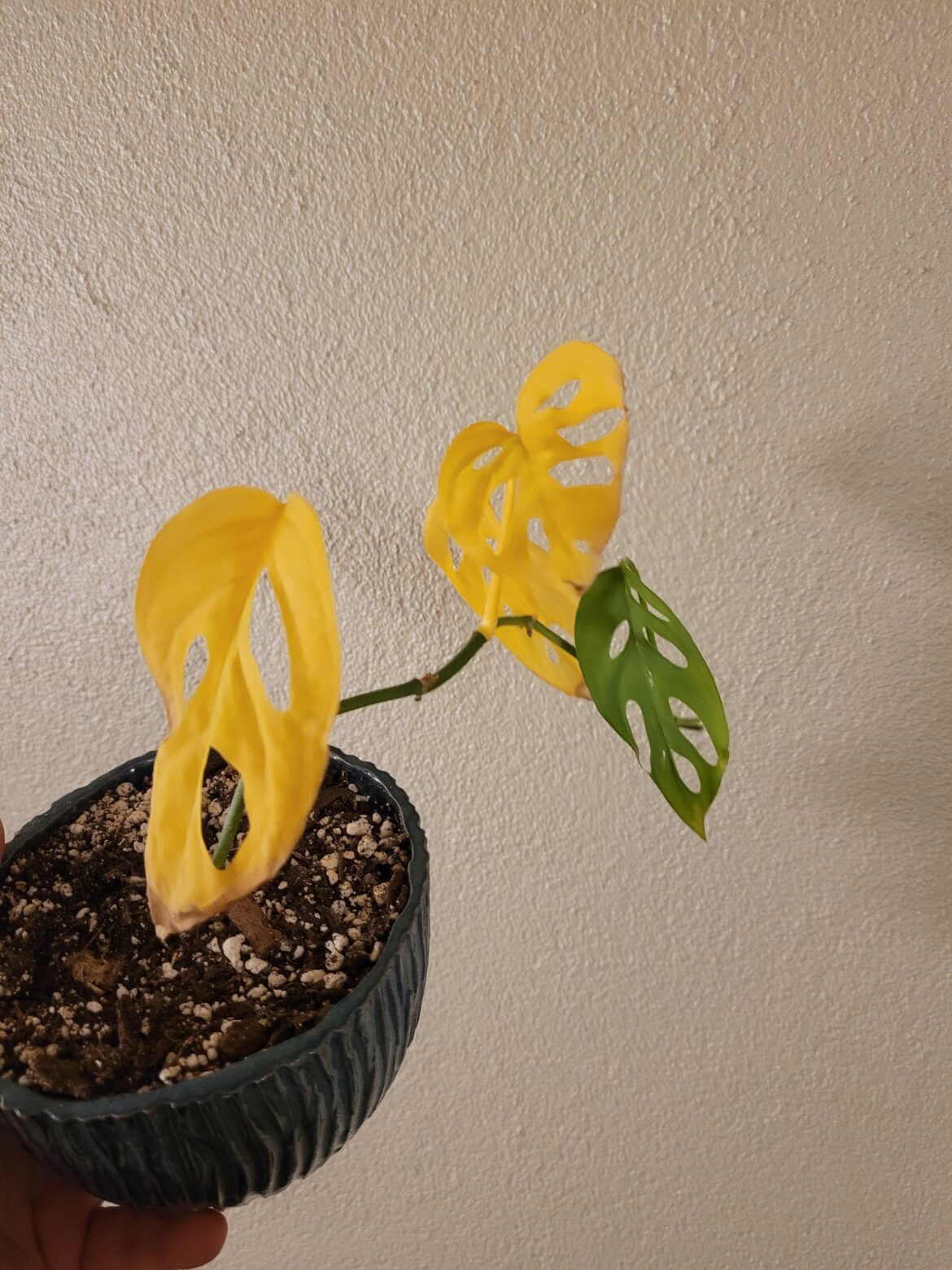 My moms beautiful monstera adansonii albo