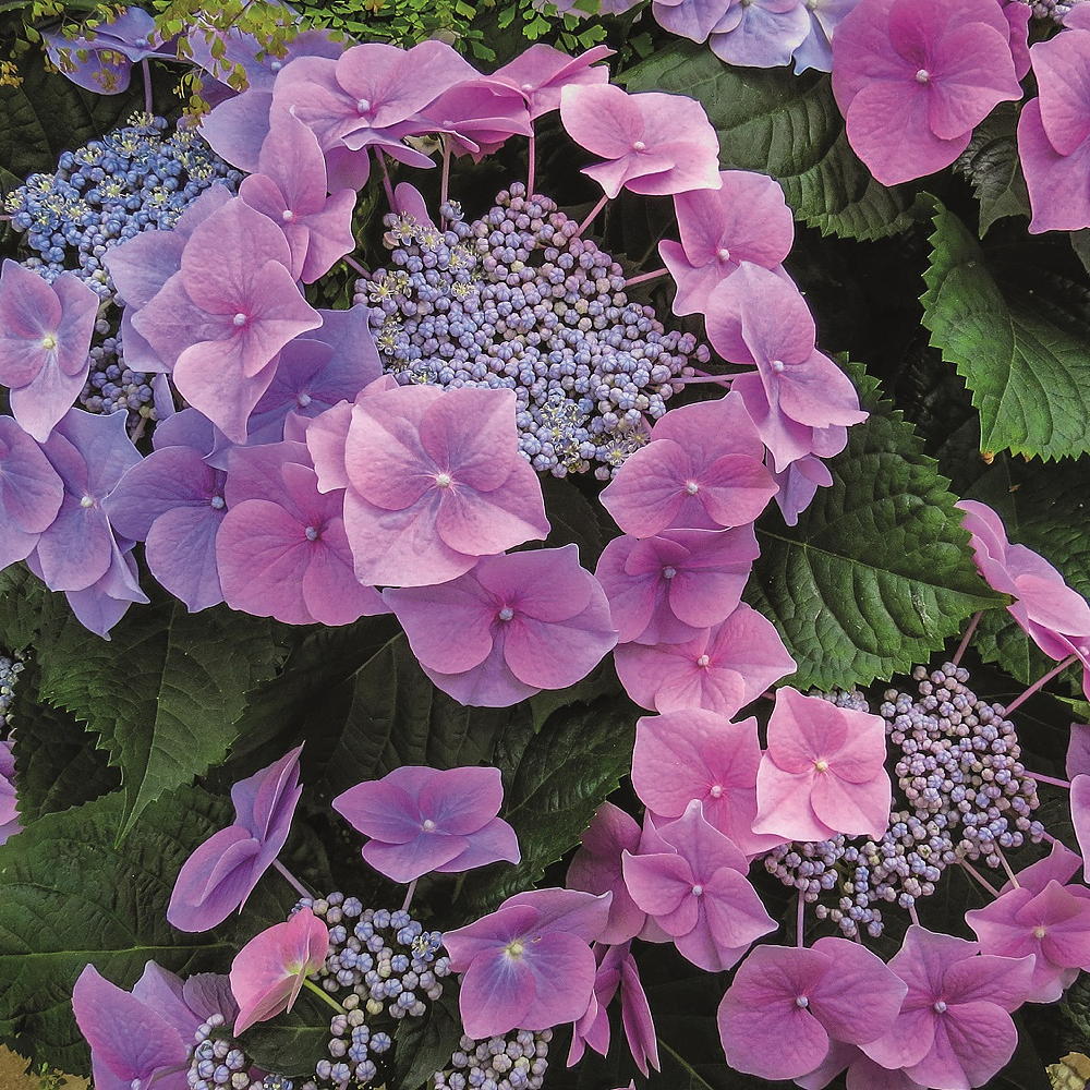 hydrangeas plants