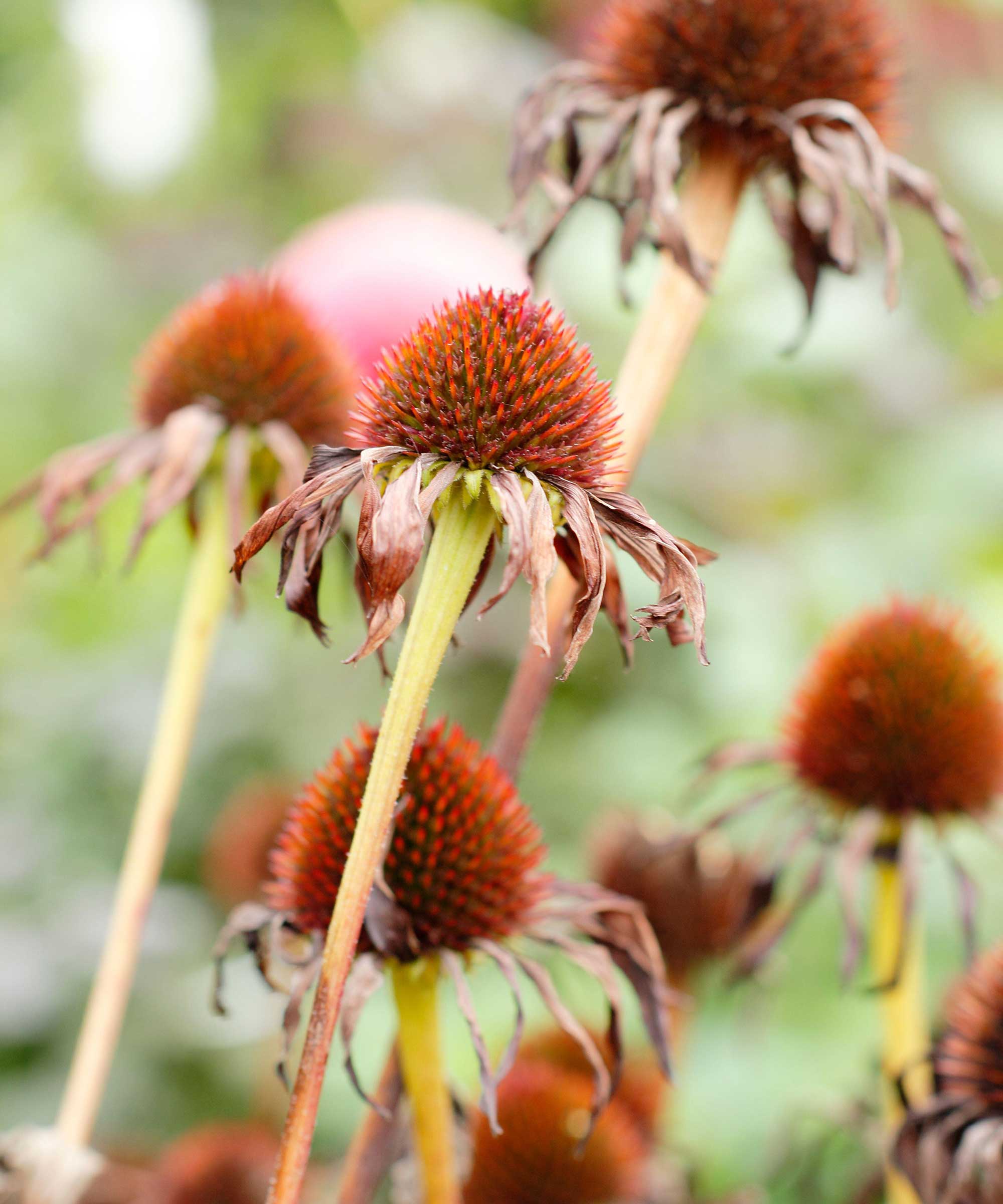 echinacea seedheads