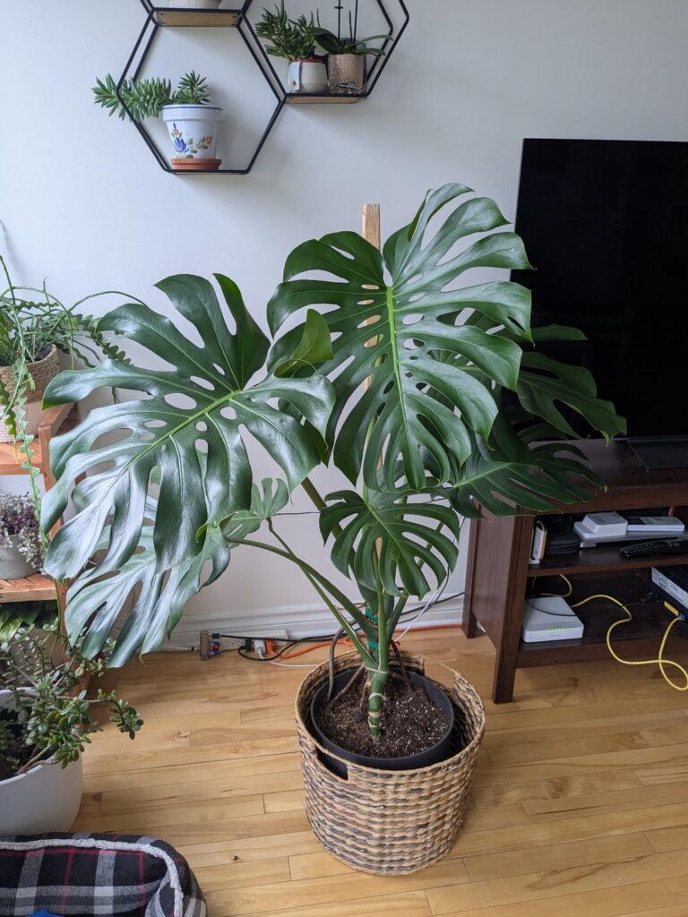 When should I repot my monstera?