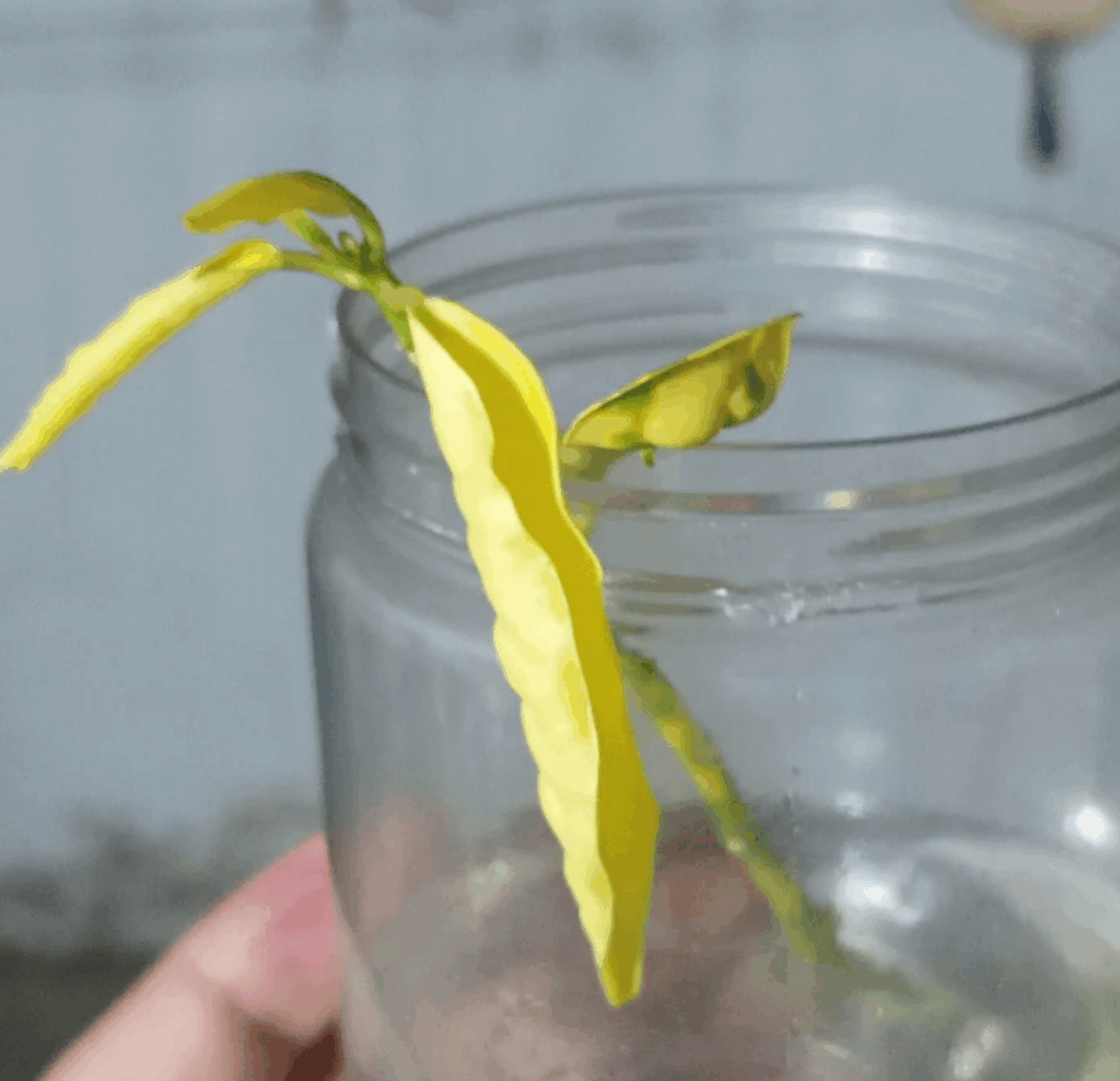 My croton stem, that i found thrown into the street, gave me a scare yesterday, never seen a stem wilting on water, second pic is it today 😌