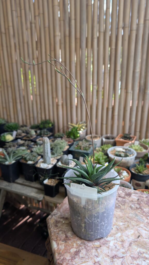 I heard Haworthiopsis are hard to hand pollinate. any advice how to pollinate this? highy appreciated.