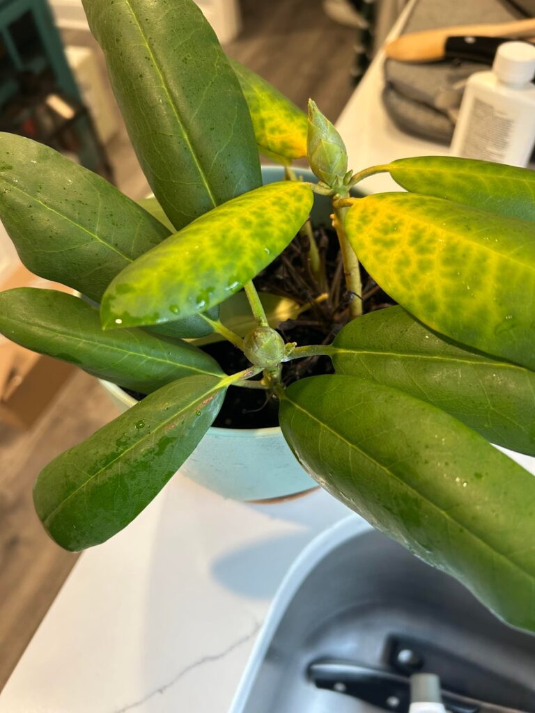 Laurel Suddenly In Shock?