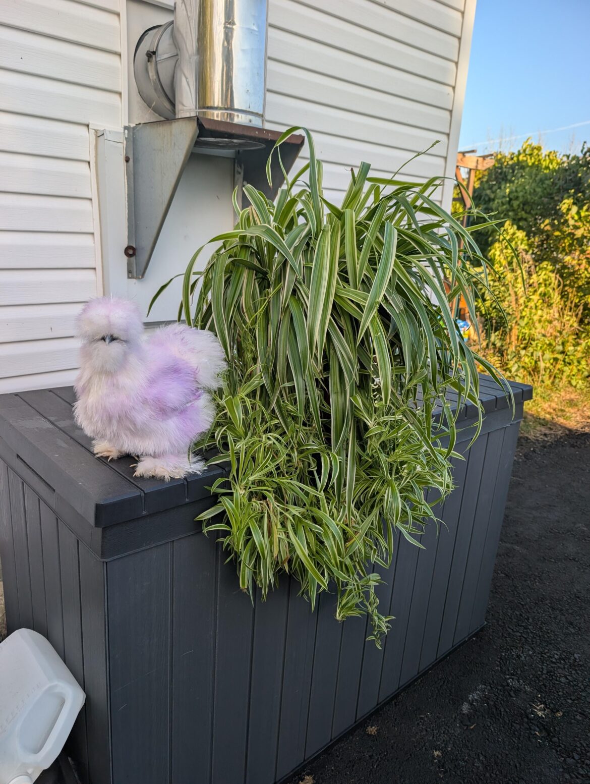 My spider plant. Chicken for scale.