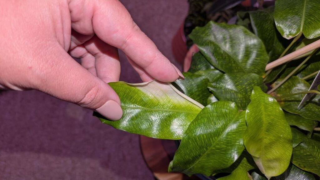 What is she trying to tell me?