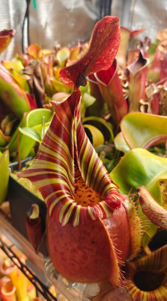 Nepenthes veitchii "Candy Dreams" pics