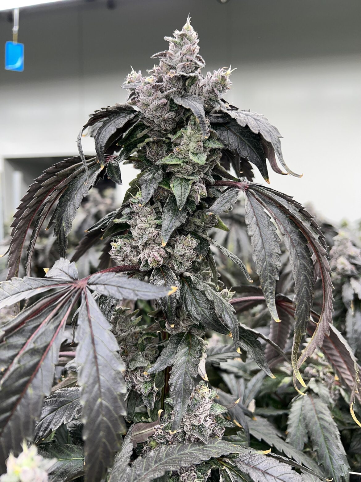 Sherb Cream Pie #RedemptionBotanicals #Illinois