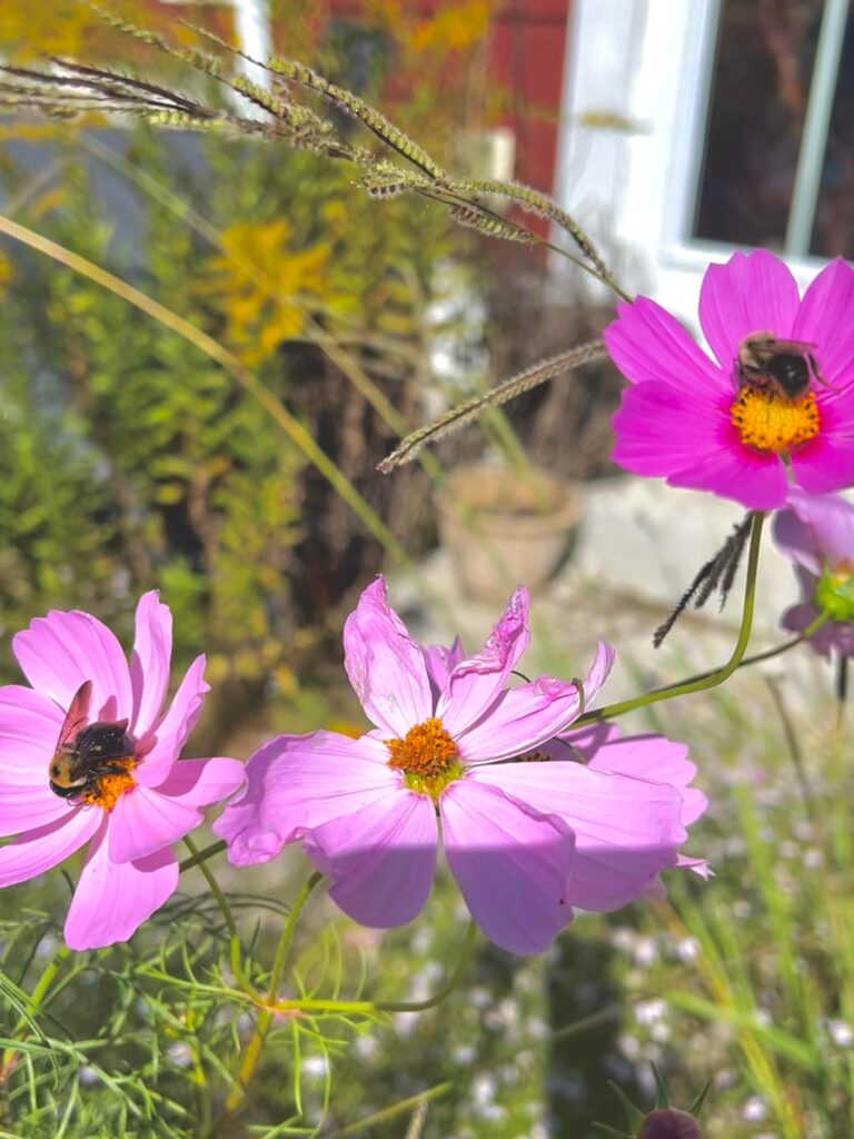 The autumn air was crisp and my backyard was buzzing.