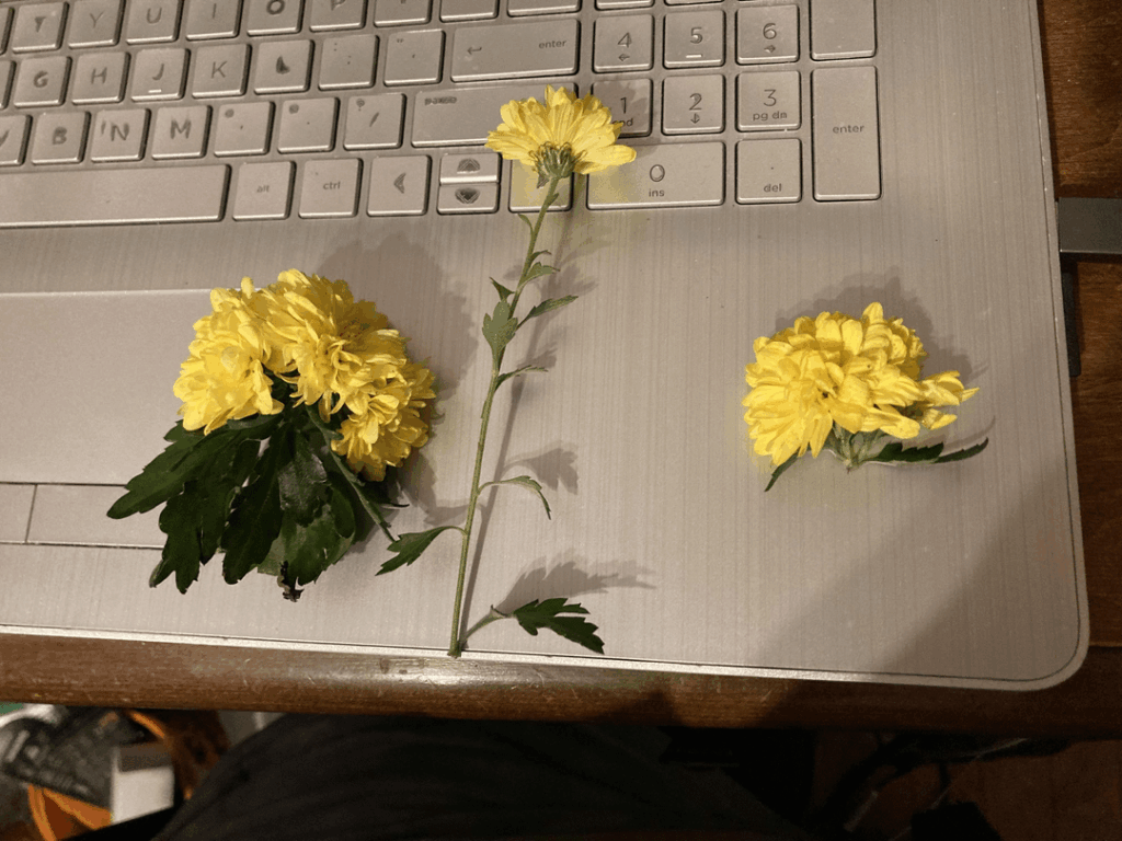 normally only prop succulents, so a bit of advice on these mums?