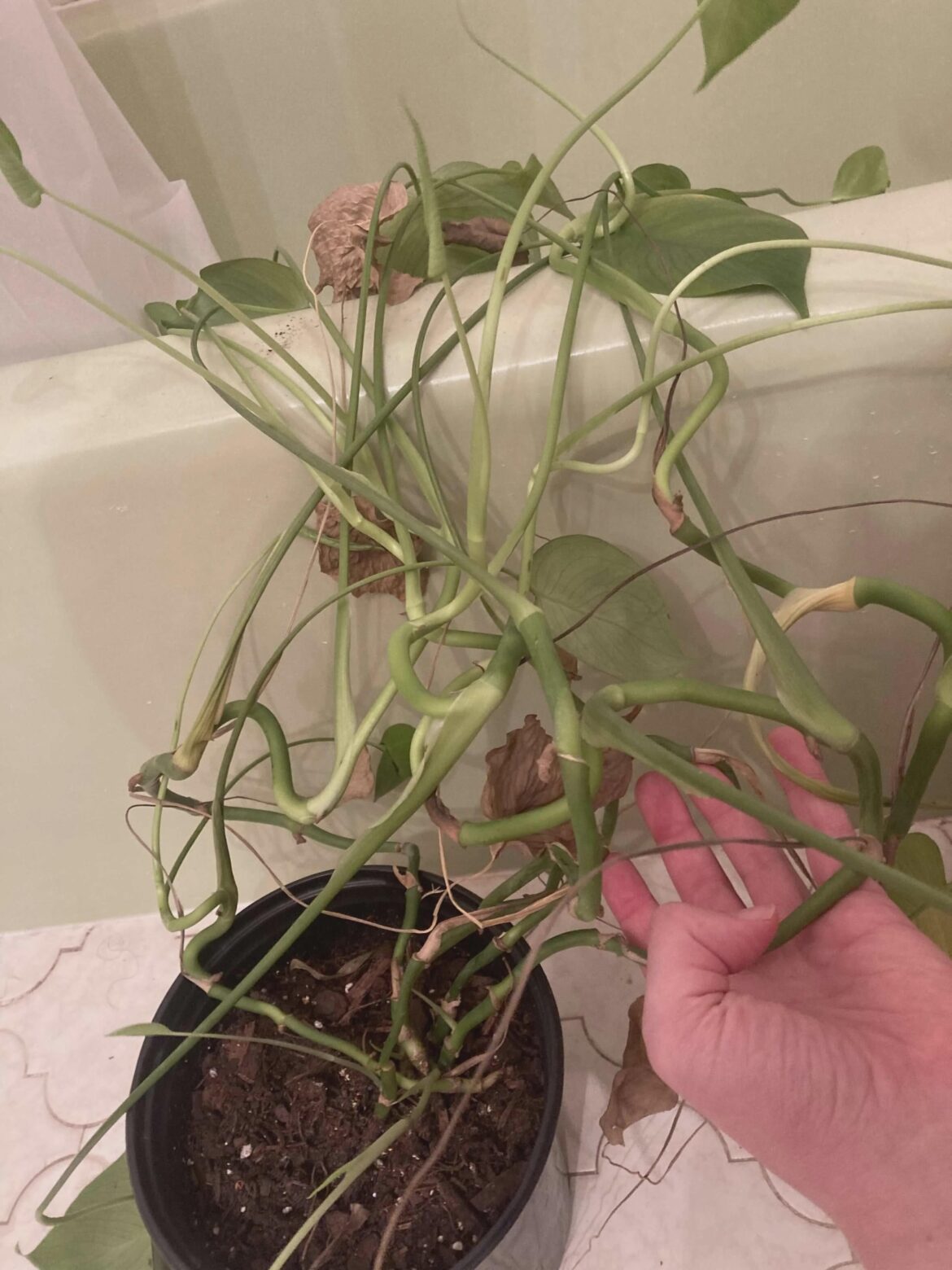 My 100% bathroom grown sphaghetti! Recipe below!! My 100% bathroom grown sphaghetti! Recipe below!!