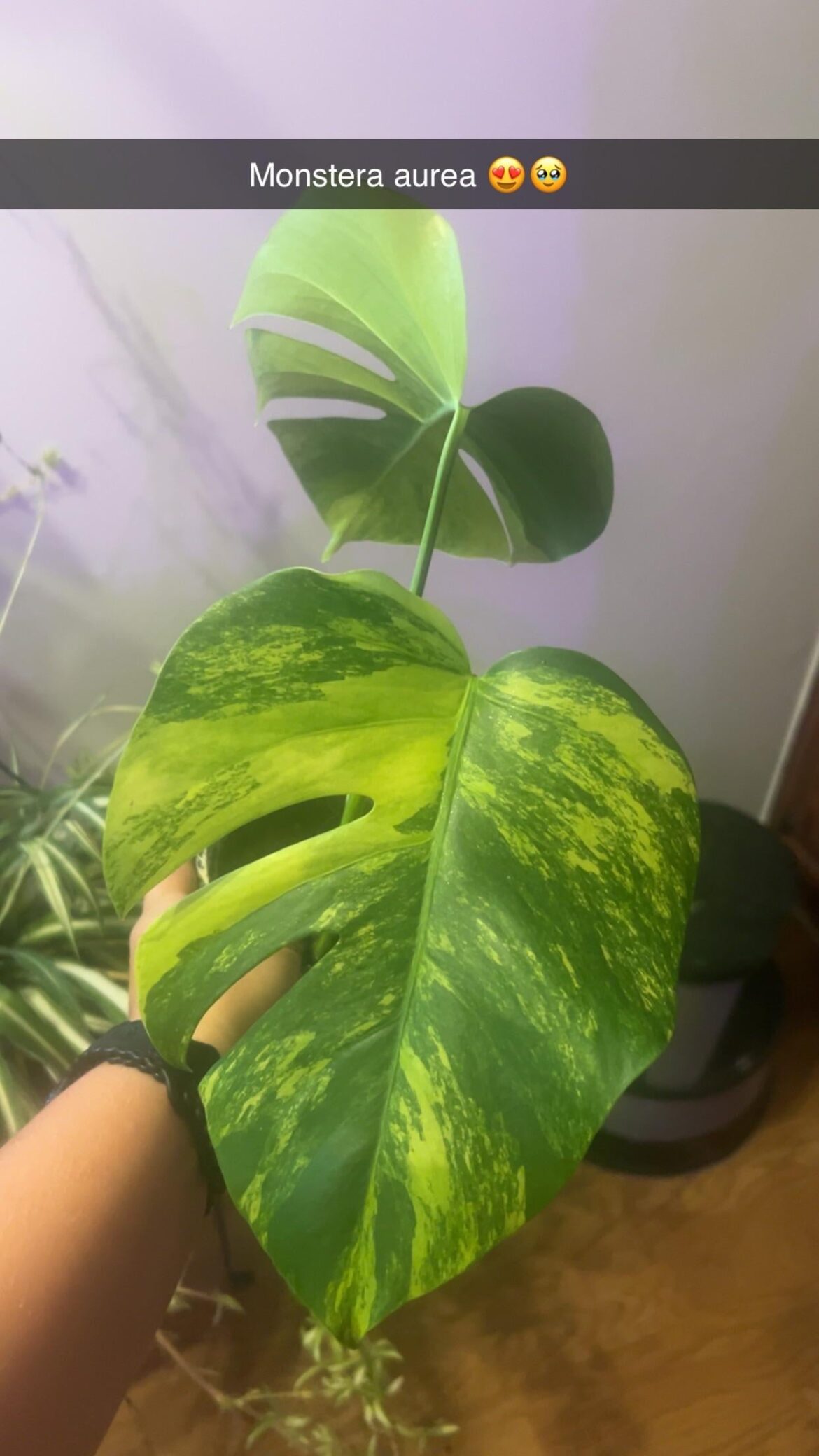Monstera aurea top cutting I received as a gift 😍