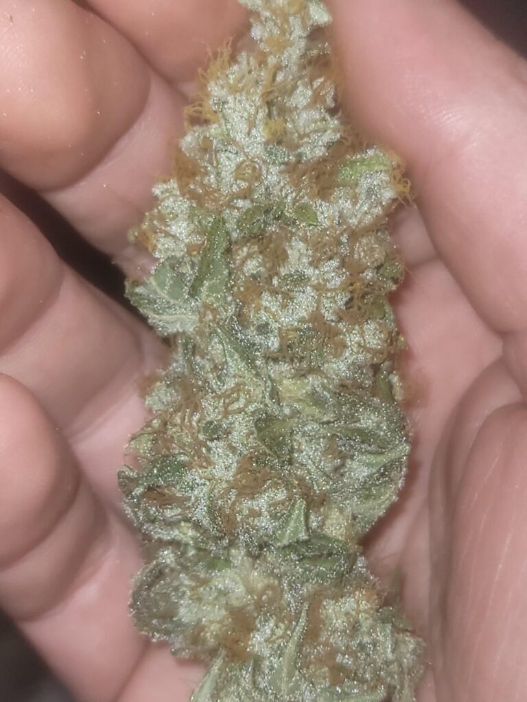 Latest harvest
